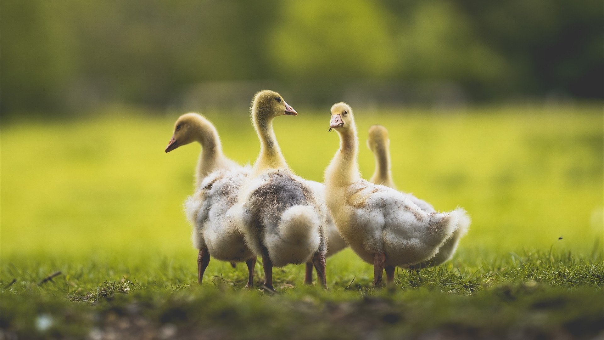 开云体育登录网站入口-《Uzi：从菜鸟到传奇，电竞路上持续书写辉煌》，uzi的电竞路